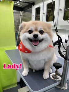 lady