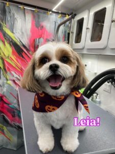 leia