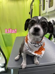 lila(1)