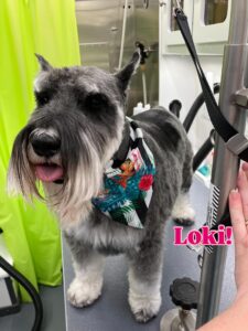 loki