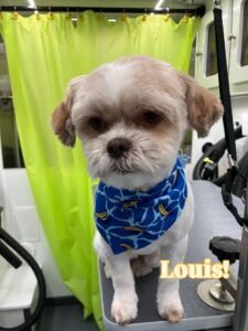 louis
