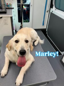 marley