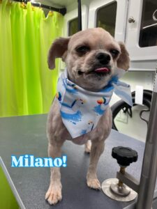 milano