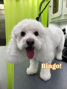 ringo