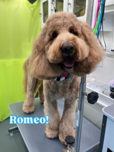romeo