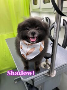 shadow(1)