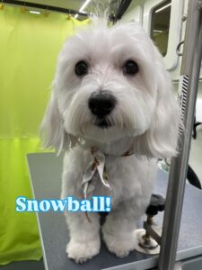 snowball