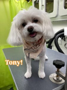 tony