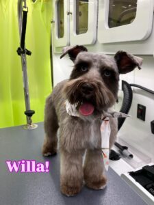 willa