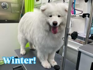winter